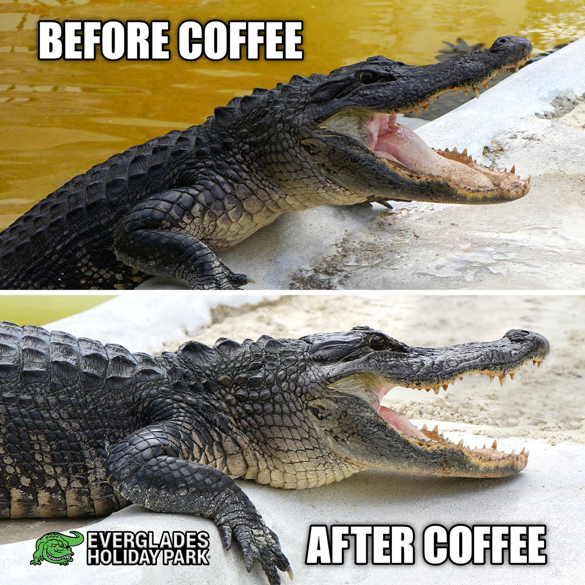 everglades's tweet photo. Happy National Cappuccino Day! Even our rescued gators can’t get moving without their morning coffee down in the gator pit. Nothing like a hot cup of joe to get those tails wagging! 📷📷
#NationalCappuccinoDay #CappuccinoLovers #CoffeeTime #MorningBoost #GatorPit #EvergladesHolidayPark #FloridaAlligators #RescueGators #AnimalRescue #happyfriday #CoffeeVibes #GatorLife #EcoTourism #SouthFlorida #NatureLovers #TeamGator #ExploreFlorida #AnimalLovers #EHP