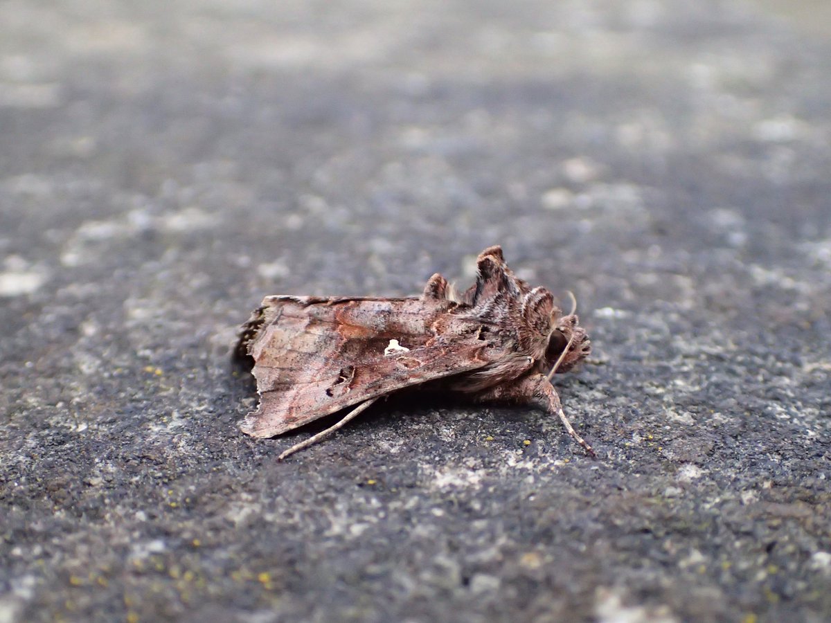 I'm assuming this is just an aberrant Silver Y, rather than an aberrant Beautiful Golden Y or something more exciting, but thought I'd best check! Any thoughts please <a href="/DoubleKidney/">Charles Fletcher</a> <a href="/MigrantMothUK/">Migrant Lepidoptera</a> <a href="/dgcountryside/">dave grundy🇪🇺😷</a>? VC 61 last night. Thanks!
