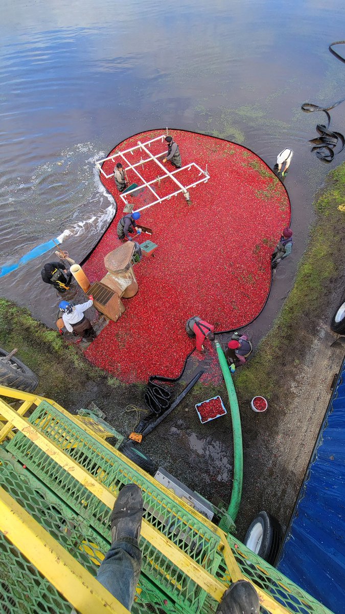 Hopcott Farms tweet media