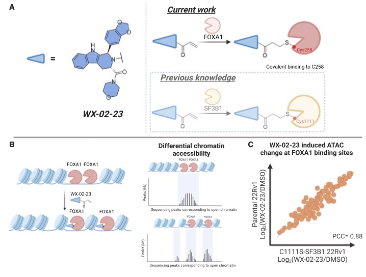 Billy Ng (@billy_wl_ng) on Twitter photo Pioneer TFs have long been considered "undruggable" 💊 🧬 However, <a href="/scrippsresearch/">Scripps Research</a> teams led by Ben Cravatt and <a href="/Michael_A_Erb/">Michael Erb</a> have elegantly developed a first-in-class ligand for the pioneer TF FOXA1. In <a href="/MolecularCell/">Molecular Cell</a>, we commented on this groundbreaking work: Pioneer TFs have long been considered "undruggable" 💊 🧬 However, <a href="/scrippsresearch/">Scripps Research</a> teams led by Ben Cravatt and <a href="/Michael_A_Erb/">Michael Erb</a> have elegantly developed a first-in-class ligand for the pioneer TF FOXA1. In <a href="/MolecularCell/">Molecular Cell</a>, we commented on this groundbreaking work:
