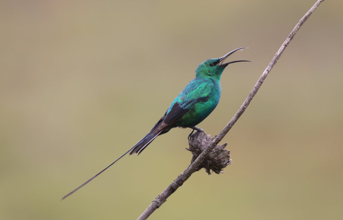 Shaun Ferguson 🇿🇦🇬🇧🏴󠁧󠁢󠁳󠁣󠁴󠁿 tweet media