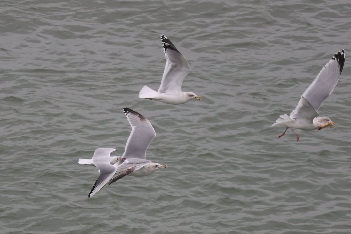 #HerringGull #roofparty Is some one getting the #takeaway? 
#BlackheadedGull 
#TeamGull