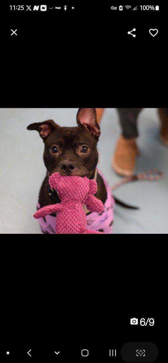 MyBoxerLuvMac1's tweet photo. 💕Funyons💕
#NYCACC #210714 2y
▪️#FridayFeeling
#AdoptMe
Precious, #Lev1 sweetie's, waiting 46 days!
Affectionate, adores ppl, wiggly mtg dogs!
Playful cuddlebug, tosses stuffie in air, loves 🚗 rides!
Well behaved, eager 2 learn.
Deserves loving, N.East #Foster/#Adopter, 2 blossom, as yr amazing BFF.
DM @CathyPolicky
Pls #Pledge4Rescue
💞Fun
https://t.co/0Ivs5WpziW
