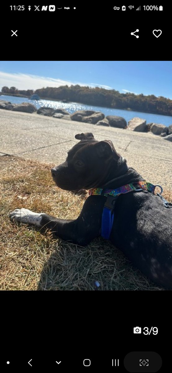 MyBoxerLuvMac1's tweet photo. 💕Funyons💕
#NYCACC #210714 2y
▪️#FridayFeeling
#AdoptMe
Precious, #Lev1 sweetie's, waiting 46 days!
Affectionate, adores ppl, wiggly mtg dogs!
Playful cuddlebug, tosses stuffie in air, loves 🚗 rides!
Well behaved, eager 2 learn.
Deserves loving, N.East #Foster/#Adopter, 2 blossom, as yr amazing BFF.
DM @CathyPolicky
Pls #Pledge4Rescue
💞Fun
https://t.co/0Ivs5WpziW