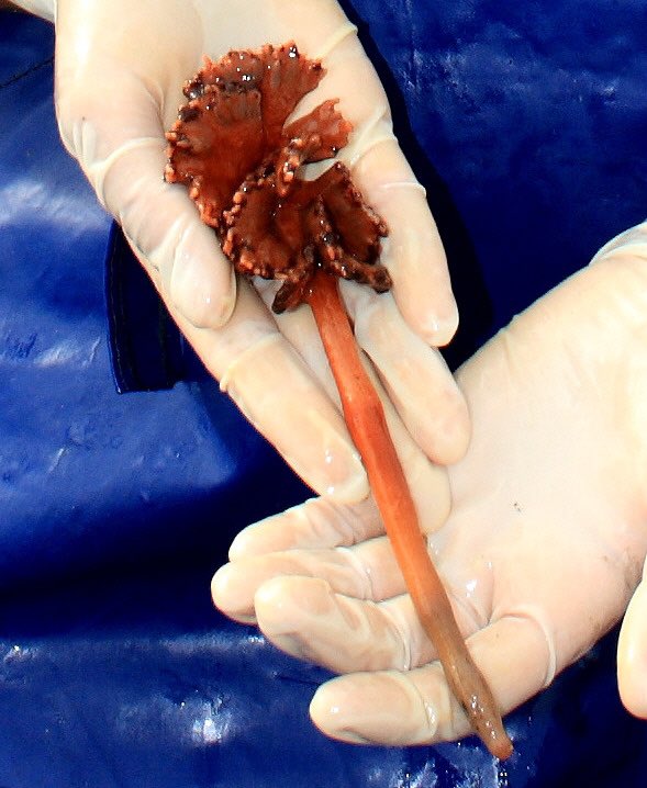 #octocoralFriday with brand new octocoral freshly added to the <a href="/IUCNRedList/">IUCN Red List</a> 😎