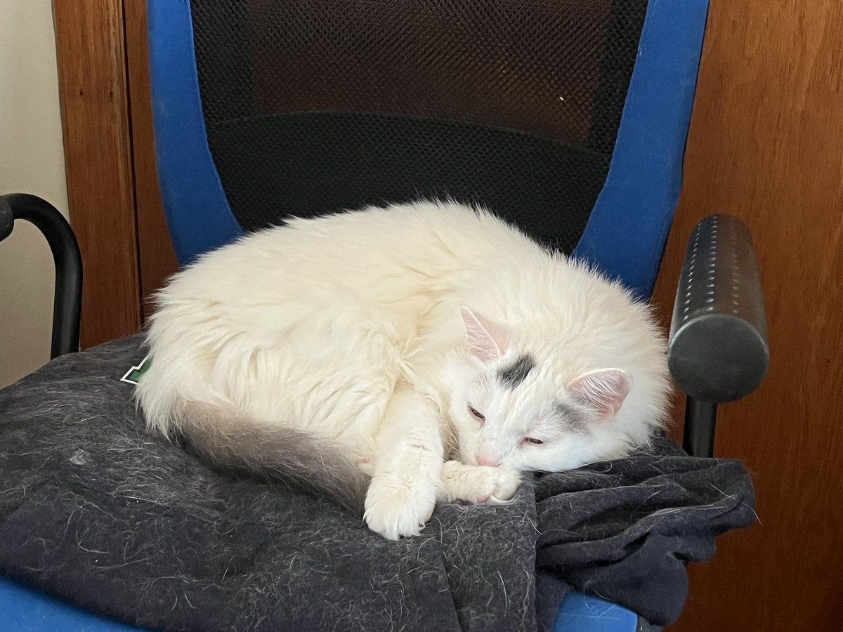 BitchestheCat's tweet photo. Sunning. Snoozing. Mugging. Baking. #currentcatus https://t.co/J6WXqlspYz