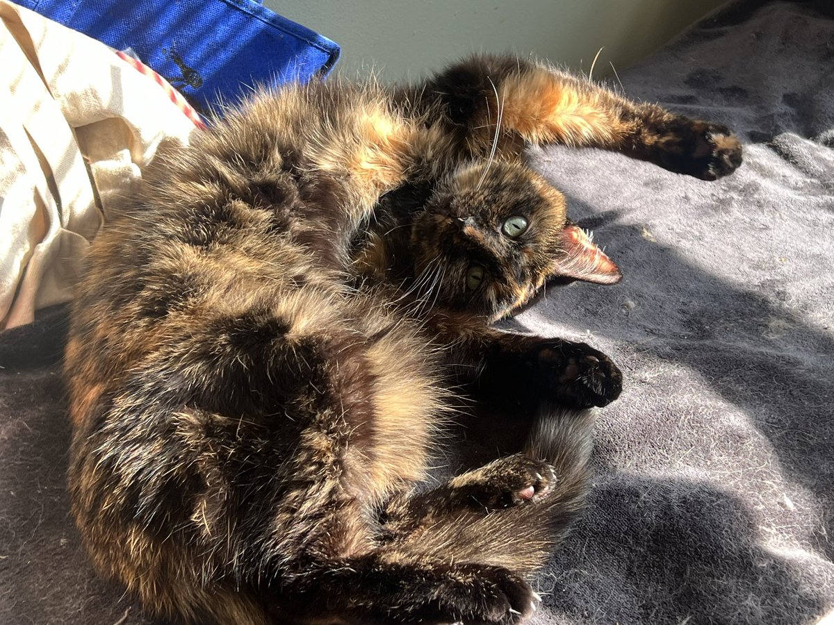 BitchestheCat's tweet photo. Sunning. Snoozing. Mugging. Baking. #currentcatus https://t.co/J6WXqlspYz