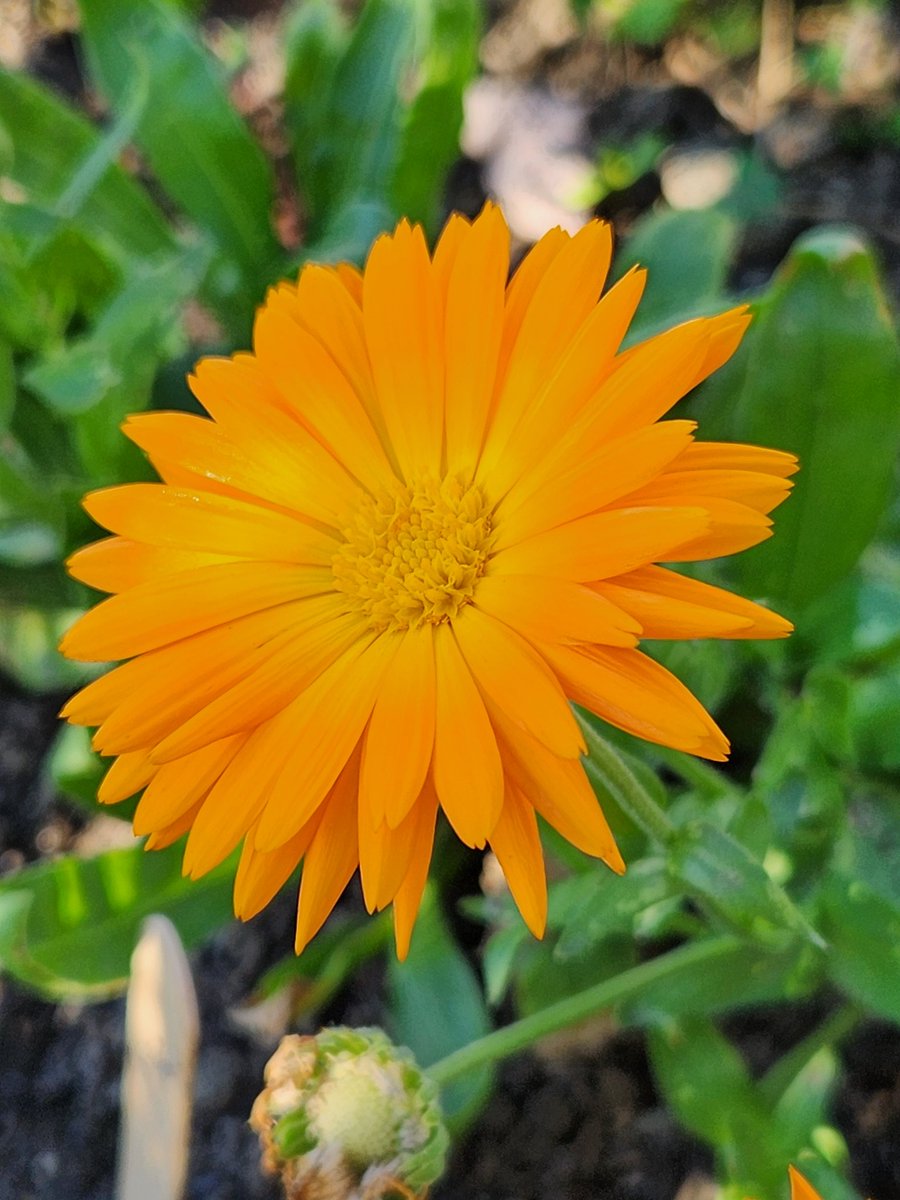 MrB_KBC's tweet photo. I'm happy to see this fall flower diversity in my new garden @everettma (asters, dill, brassicas,calendula, &amp; corriander).  Next year should be even better! #garden4wildlife #urbangardener #fallflowers https://t.co/Ny73kAPT2P