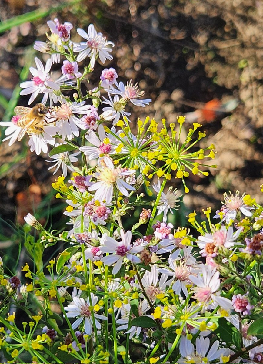 MrB_KBC's tweet photo. I'm happy to see this fall flower diversity in my new garden @everettma (asters, dill, brassicas,calendula, &amp; corriander).  Next year should be even better! #garden4wildlife #urbangardener #fallflowers https://t.co/Ny73kAPT2P