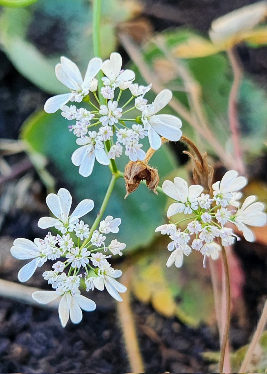 MrB_KBC's tweet photo. I'm happy to see this fall flower diversity in my new garden @everettma (asters, dill, brassicas,calendula, &amp; corriander).  Next year should be even better! #garden4wildlife #urbangardener #fallflowers https://t.co/Ny73kAPT2P