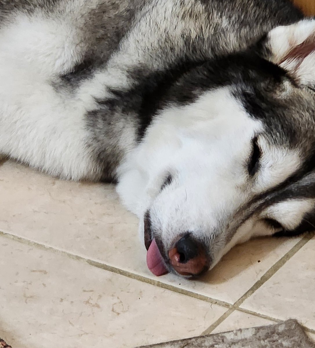 marajade_sith's tweet photo. Awilix Blep.... https://t.co/inxmY1gy6S
