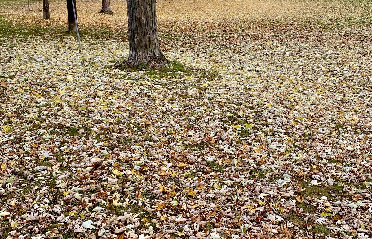 homewithlu's tweet photo. Definitely childhood memories of raking a huge backyard, with lots of trees… I love our parks. #StathconaPark #SandyHill #Ottawa #fall #autumn https://t.co/svrBWV2hIK