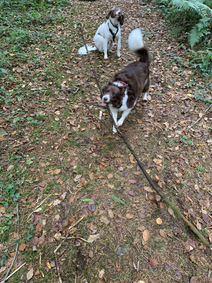 Denise Ellis tweet media