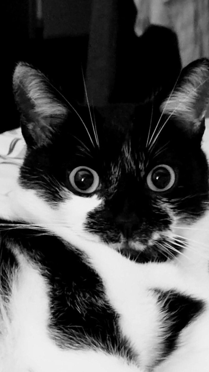 Christian Rose tweet media