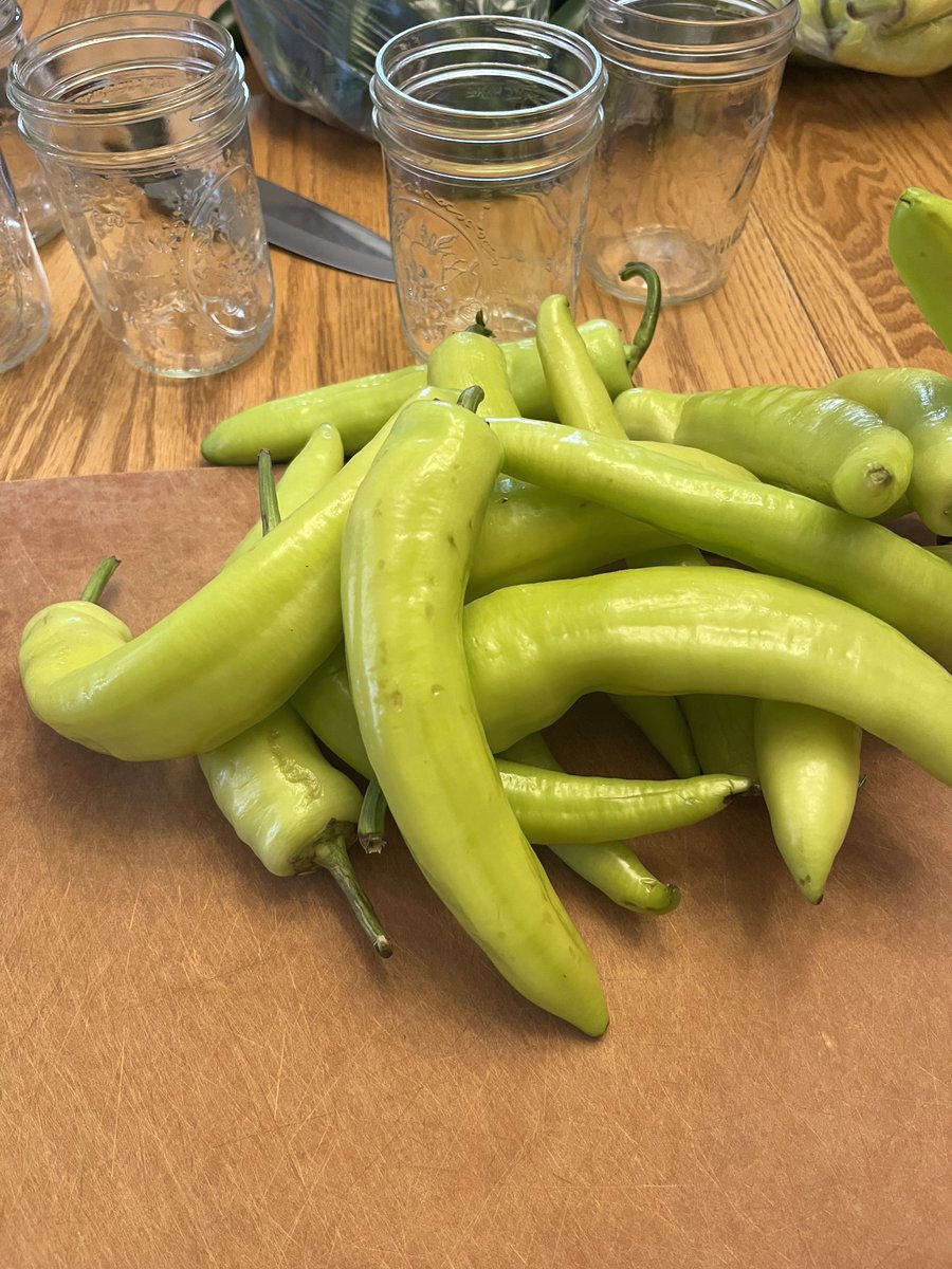 Yall have no idea the joy these pile of peppers has brought me