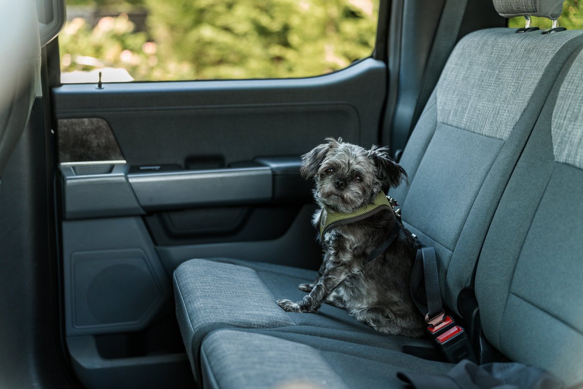 Meet Victoria-based couple Kerry and Sally (and Lucy! 🐶). After Sally’s cancer diagnosis, they made her dream of a cross-country journey a reality in their #F150Lightning. With features like Pro Power Onboard, they brought home comforts on the road and embraced the EV lifestyle!