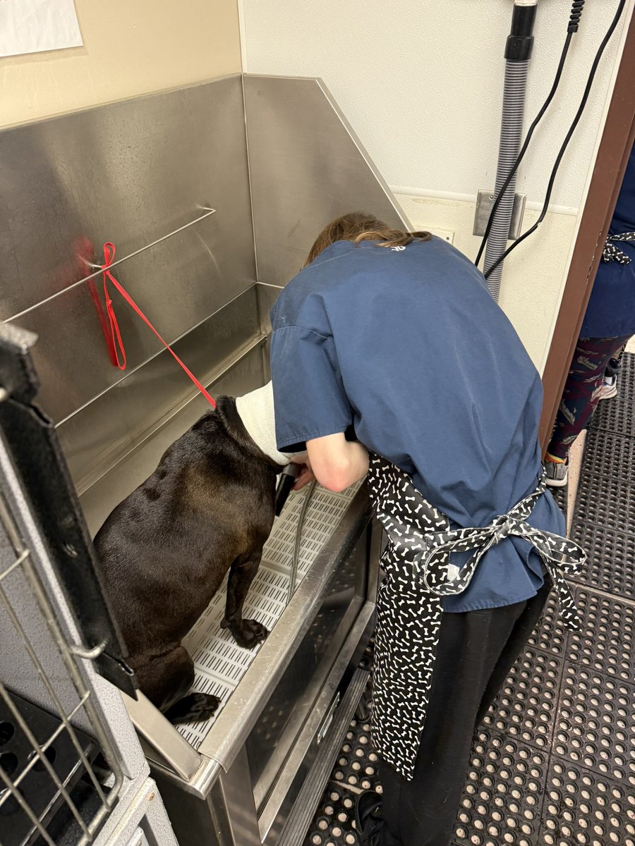 Stephanie DeMann (@bt_animalsci1) on Twitter photo Scenes from our ag Sci 1 lab this morning!
Aviana (@JohnsonCityCSD) & Vanessa (<a href="/HCSHORNETS/">HARPURSVILLE CSD</a>) took on bathing the huskey, while Joe (<a href="/BTEvertech/">BTBOCES Evertech Academy</a>) bathed the less hairy of the 2
<a href="/BTCareerTechED/">CTE</a> Scenes from our ag Sci 1 lab this morning!
Aviana (@JohnsonCityCSD) & Vanessa (<a href="/HCSHORNETS/">HARPURSVILLE CSD</a>) took on bathing the huskey, while Joe (<a href="/BTEvertech/">BTBOCES Evertech Academy</a>) bathed the less hairy of the 2
<a href="/BTCareerTechED/">CTE</a>