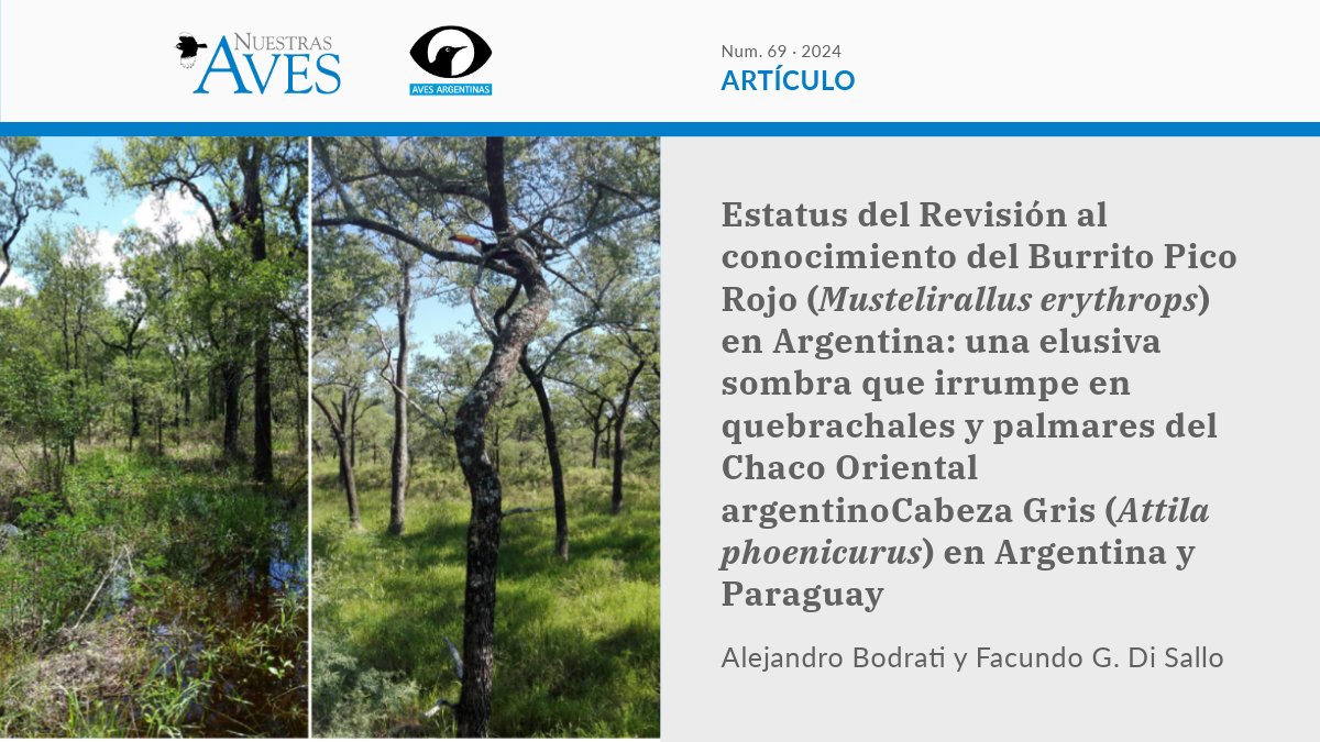 #NuestrasAves
[ARTÍCULO]
Revisión al conocimiento del Burrito Pico Rojo en Argentina: una elusiva sombra que irrumpe en quebrachales y palmares del Chaco Oriental argentino
✍️  <a href="/alebodrati/">Alejandro Bodrati</a> y <a href="/FacuDiSallo/">Facu Di Sallo</a>
🔓 ¡Accedé GRATIS al artículo acá   ➡️ bit.ly/4hGQ2Q1