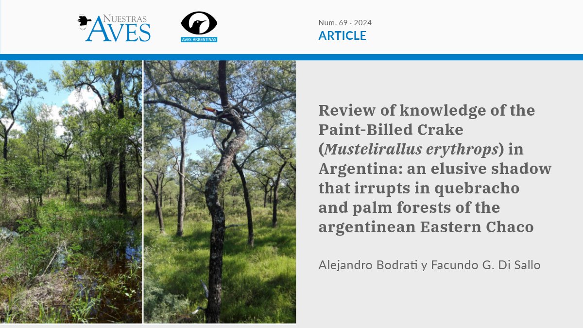 #NuestrasAves
[ARTICLE]
Review of knowledge of the Paint-Billed Crake (Mustelirallus erythrops) in Argentina: an elusive shadow that irrupts in quebracho and palm forests of the argentinean Eastern Chaco
✍️ <a href="/alebodrati/">Alejandro Bodrati</a> y <a href="/FacuDiSallo/">Facu Di Sallo</a>
OPEN ACCESS ➡️ bit.ly/4hGQ2Q1