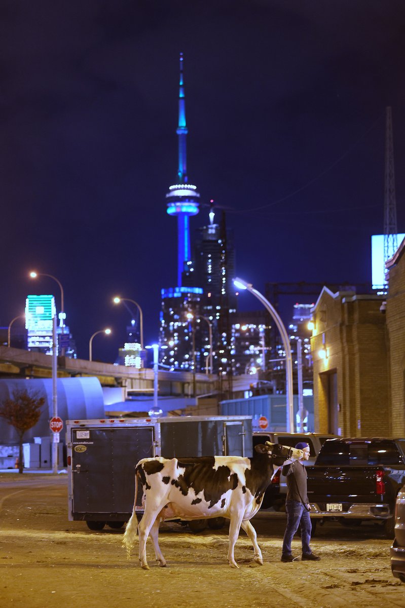 SteveRussell's tweet photo. We re going into the final weekend of the Royal Agricultural Winter Fair!
#MeetMeAtTheRoyal #cdnag #ontag #TheRoyal #RAWF102 #RoyalHorseShow https://t.co/h3X98sZ9PX