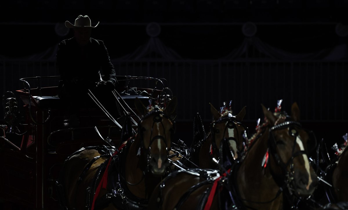SteveRussell's tweet photo. We re going into the final weekend of the Royal Agricultural Winter Fair!
#MeetMeAtTheRoyal #cdnag #ontag #TheRoyal #RAWF102 #RoyalHorseShow https://t.co/h3X98sZ9PX
