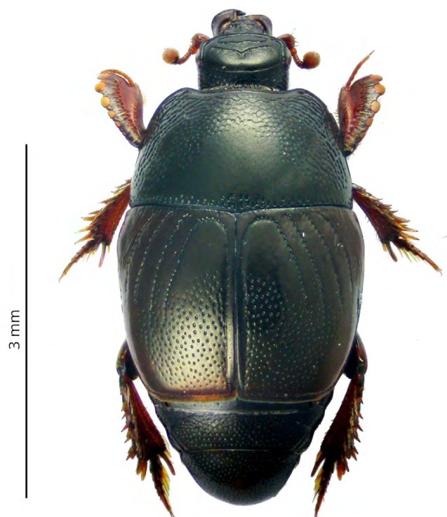 Compartimos una nueva nota científica publicada en el Boletín de la AeE:

Capturas interesantes de dos histéridos (Coleoptera, Histeridae) en la Comunidad de Madrid

Consulta o descarga en: entomologica.es/publicaciones-…