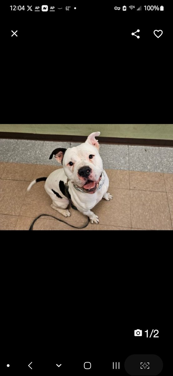 MyBoxerLuvMac1's tweet photo. 💕Karma💕
#NYCACC #212847 5y
▪️#PriorityPlacement
Precious sweetie's💔, surr, due 2 family's issues, affecting his housing.
Stressed, grieving in scary shelter!
Described as 'couch potato', who loves being w his ppl.
Loves car rides, gd on leash.
His obsession? Blankets!
Deserves loving, N.East #Foster 2 decompress + realize ppl aren't out 2 steal his treasures.
DM @CathyPolicky
Pls #Pledge4Rescue
💞K
https://t.co/snJEpww7I4