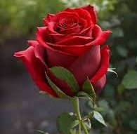 #EZİYETYÖNETMELİĞİ 'ne karşı üç günlük iş bırakmamızı anlayışla karşılayan, bizlere destek olan, her fırsatta yanımızda olduklarını bildiren halkımıza ve hastalarımıza teşekkür ediyoruz.