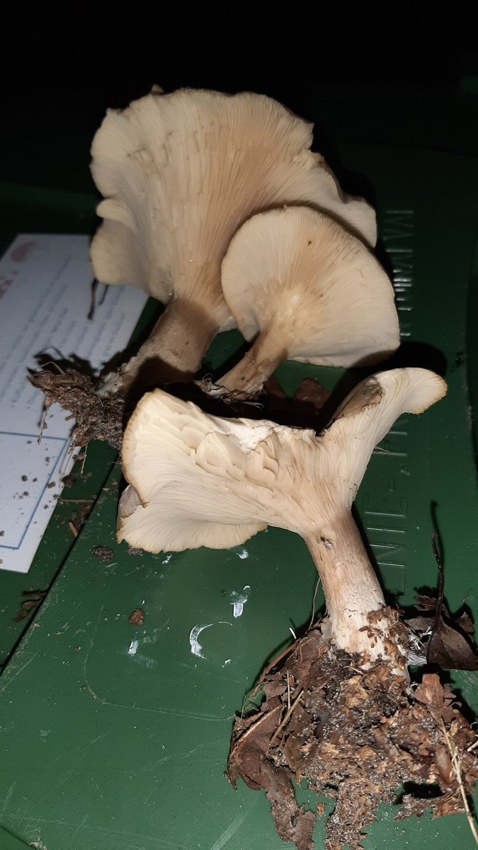 Paddestoelen... lastig. Toch zeg de plek waar ze groeien ook iets over de soort.  Het lijken oesterzwammen maar de plek verraadt andere. Nevelzwammen.