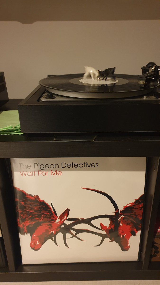 RatellThe's tweet photo. @pigeonsofficial close enough,  yeah? https://t.co/UwGk6Gyedf
