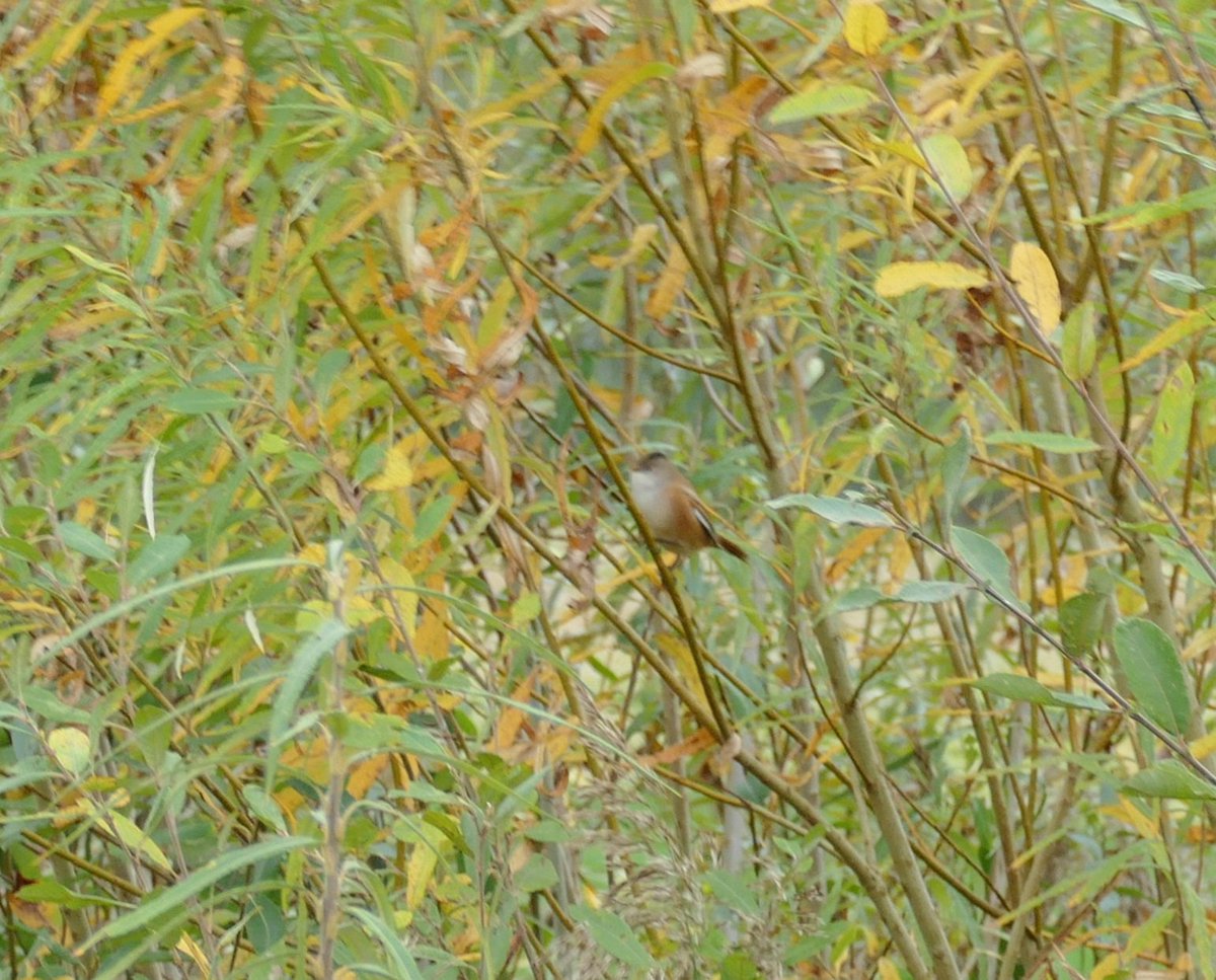 #Northantsbirds Stanwick up first today, Bearded Tits 'pinging' frequently, but had zero hopes of seeing them until they suddenly appeared in willows right in front of us! On to Whiston, just two brief and distant views of the ringtail Hen Harrier, plus Peregrine and 4 Stonechat.