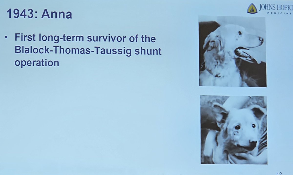 RickOhyeMD's tweet image. Awesome talk by @HopkinsMedicine 4th-yr med student, @AliceLiZhou, on Anna, the unsung canine hero of the Blalock-Thomas-Taussid shunt at the @OfficialSTSA meeting. Her mentor &amp;amp; STSA president, @SteveYangMD, has to follow with his presidential address.