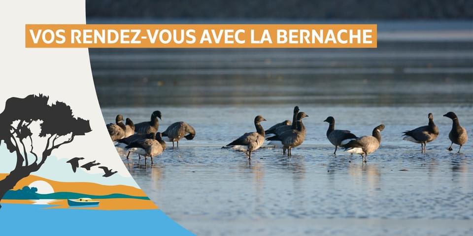 #SaveTheDate
Du 24.10 au 15.12, venez profiter des animations thématiques organisées par la <a href="/LPOAk/">LPO Aquitaine</a> et ses partenaires (dont nous faisons partie) pour découvrir la Bernache cravant !
Rendez-vous le 16.11 à la plage de la Hume pour un accueil posté 😉

ℹ️  bit.ly/RDVBernaches