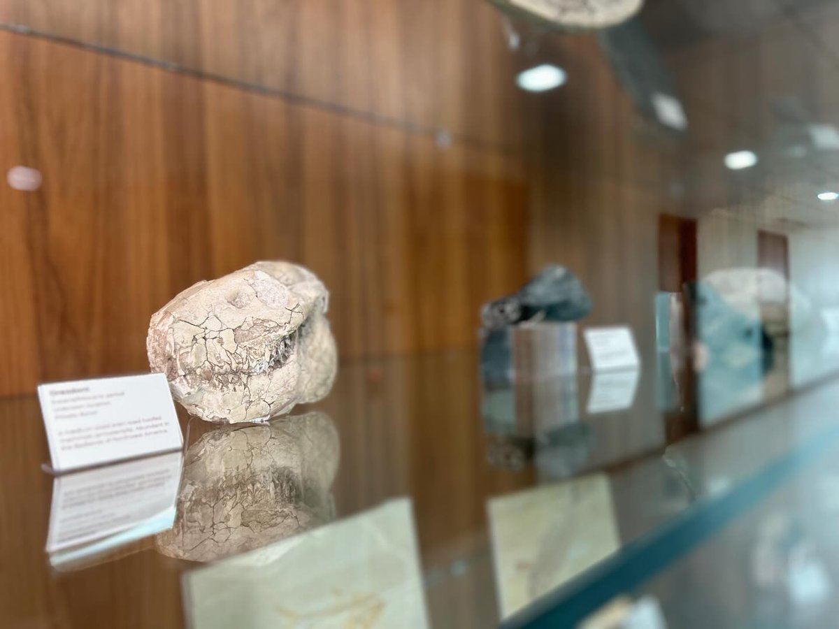 WMU_CAS's tweet image. No big deal, just hanging out with some ten million year old fossils in Dunbar Hall. 🦖🏫

#wmu #wmucas