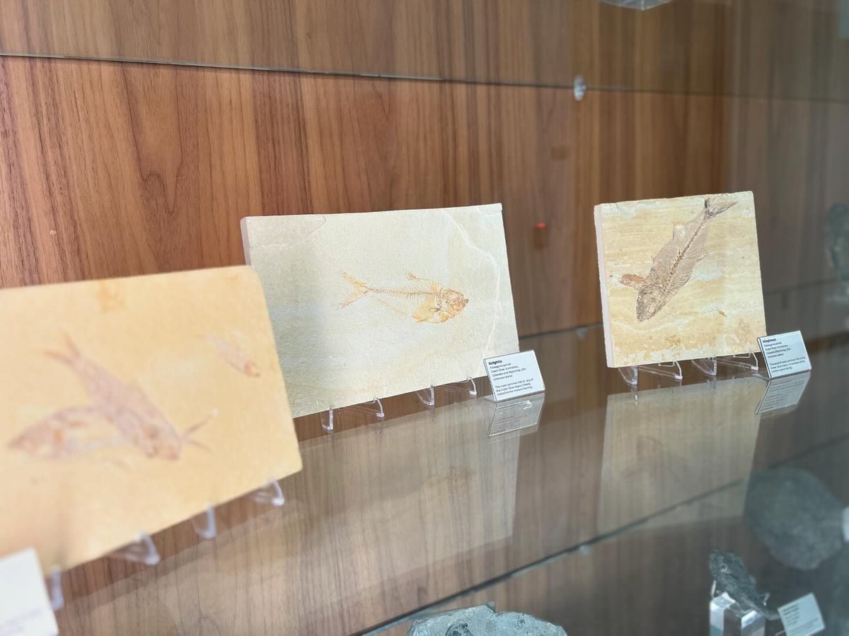 WMU_CAS's tweet image. No big deal, just hanging out with some ten million year old fossils in Dunbar Hall. 🦖🏫

#wmu #wmucas