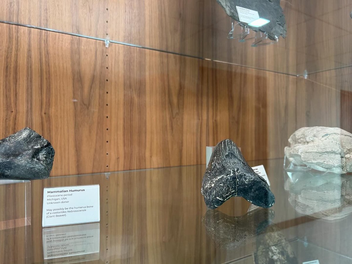 WMU_CAS's tweet image. No big deal, just hanging out with some ten million year old fossils in Dunbar Hall. 🦖🏫

#wmu #wmucas