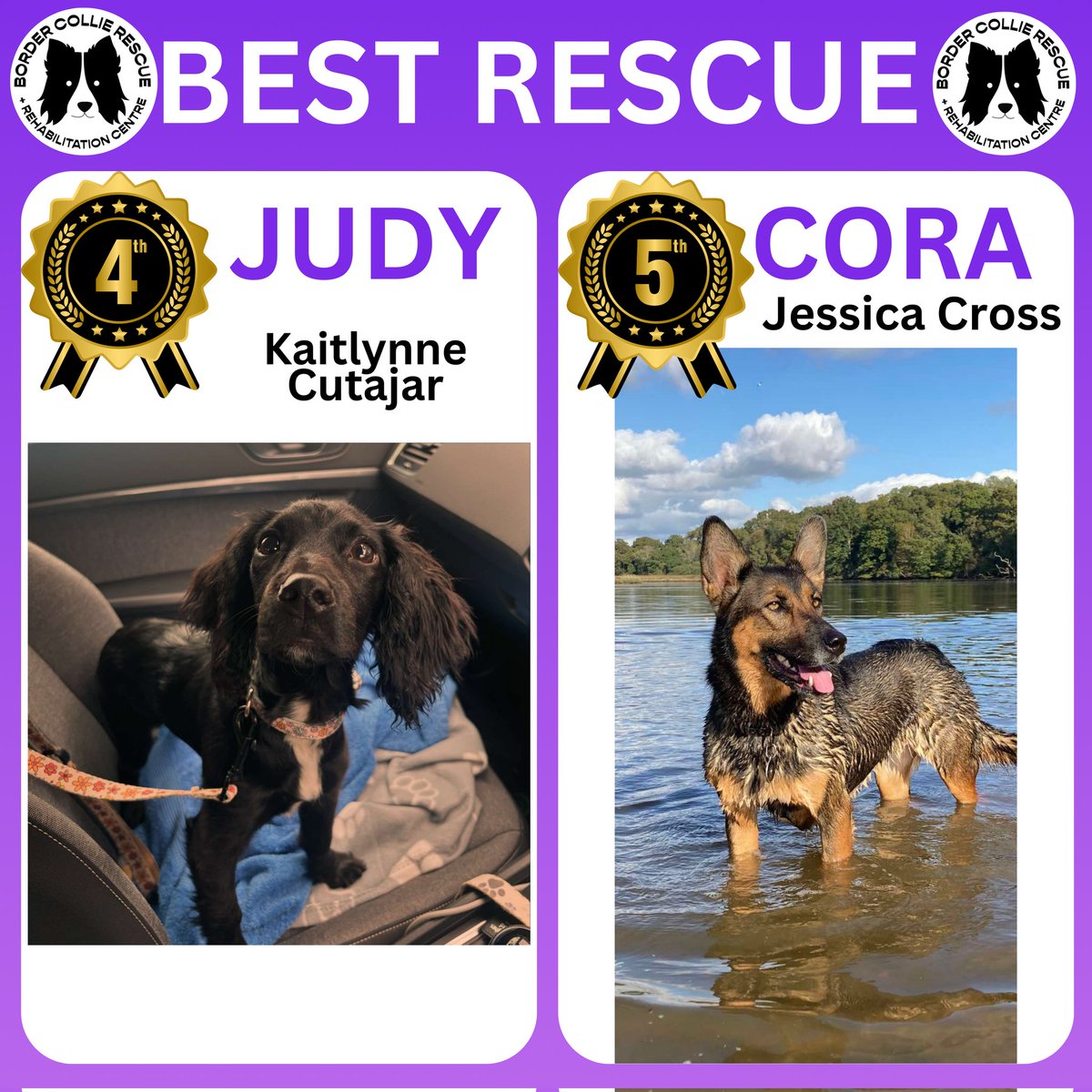 🏆𝗙𝗨𝗡 𝗢𝗡𝗟𝗜𝗡𝗘 𝗣𝗘𝗧 𝗣𝗛𝗢𝗧𝗢 𝗦𝗛𝗢𝗪 𝗖𝗢𝗠𝗣𝗘𝗧𝗜𝗧𝗜𝗢𝗡

The results are in for one of our classes.....

🐾 𝗕𝗘𝗦𝗧 𝗥𝗘𝗦𝗖𝗨𝗘 🐾

Thank you so much to <a href="/K9Finn/">Fabulous Finn®️</a> Finns dad Dave  for picking all 5 places ❤️ 💙  He said it wasn't easy to pick and they were all