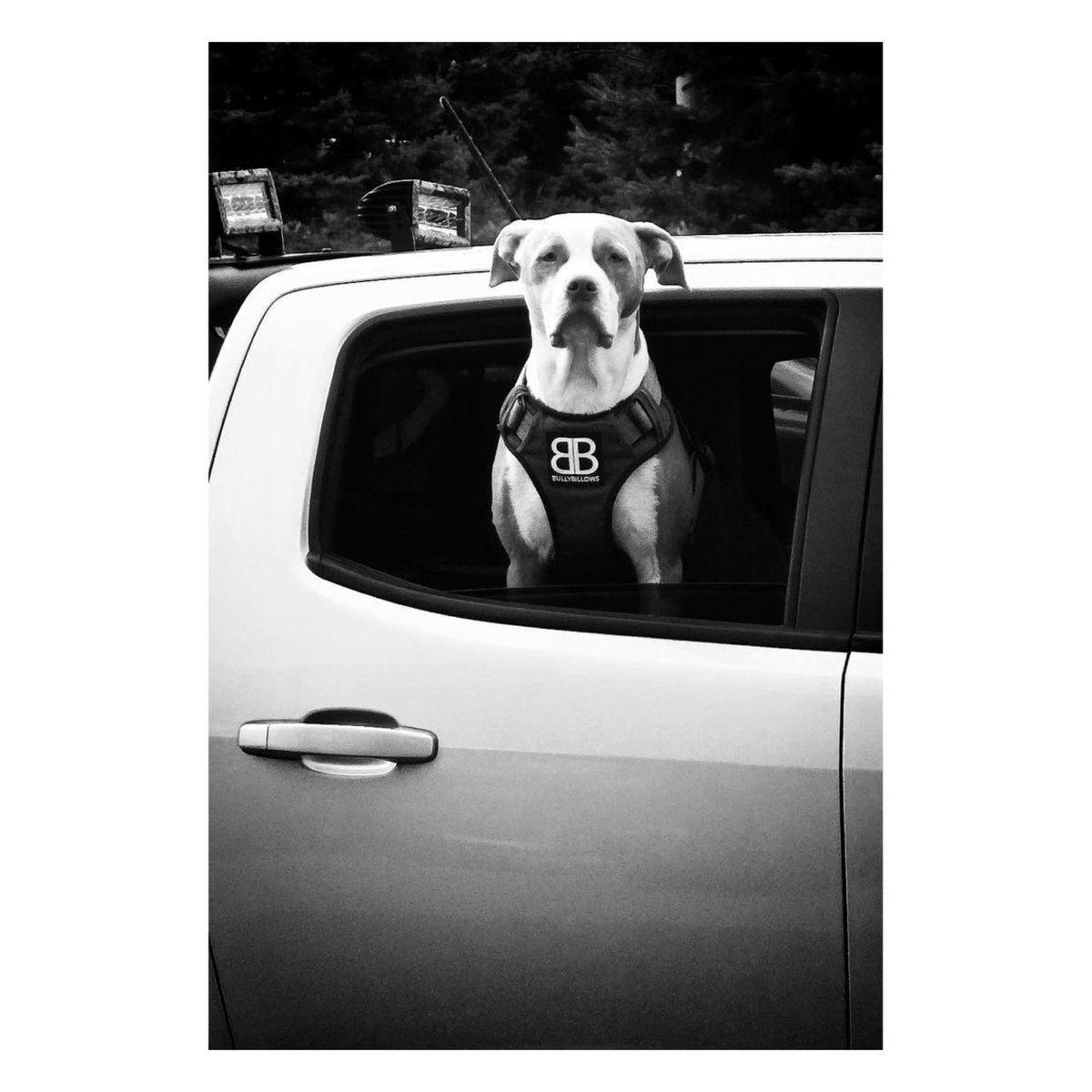 StreetShotsInt's tweet photo. These Street Shots were taken by @thegrayscaletraveler
We want to see all genres of Street Shots. Please continue to use #ssicollaborative and follow @streetshotsinternational for the chance to be featured.
#streetphotography #Monochrome #bnw #mansbestfriend #dogsincars https://t.co/YMASRLrBI9