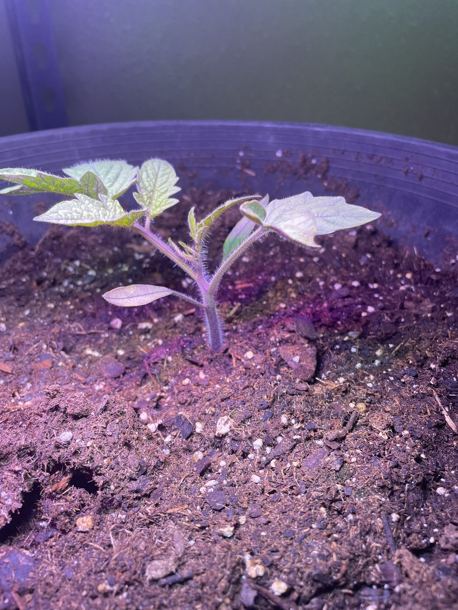 Indoor garden update: Time to move the grow lights up on the beans, they are growing! And my little tomato plant that could is doing well.