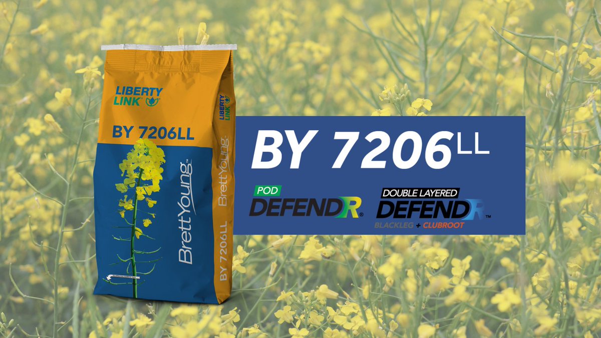 We have BIG news. Our LibertyLink portfolio is growing — and so are your options! 

BY 7206LL is one of our newest canola hybrids, &amp; it comes packed with pod shatter control, advanced clubroot defense, &amp; unbeatable blackleg resistance. 

Learn more: sbee.link/bu7ejgd3f4