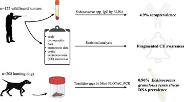 De los 122 cazadores un 4,9%. "only the 33.6 % and 34.4 % of the hunters interviewed knew the transmission route of E. granulosus s.l. to humans and dogs, respectively, and 24.6 % and 10.6 % the correct practice of the disposal of hunting dog's feces and wild boar's viscera..."