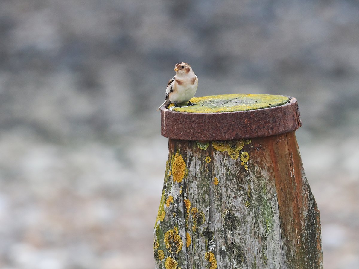 andy taylor tweet media