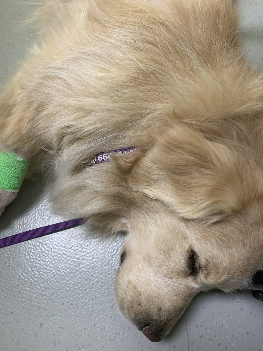 lbaileymed's tweet photo. @KirkHerbstreit So saddened to hear that Ben’s cancer had spread. Despite all the treatment, surgery, radiation, chemo, I had to do the same for my beloved Simba.  Simba was 3rd Golden, and my “soul spirit”.  Never forgotten. God Bless, Kirk, we watched both of you everyday Saturday on GAMEDAY. https://t.co/kMpeujg7Af