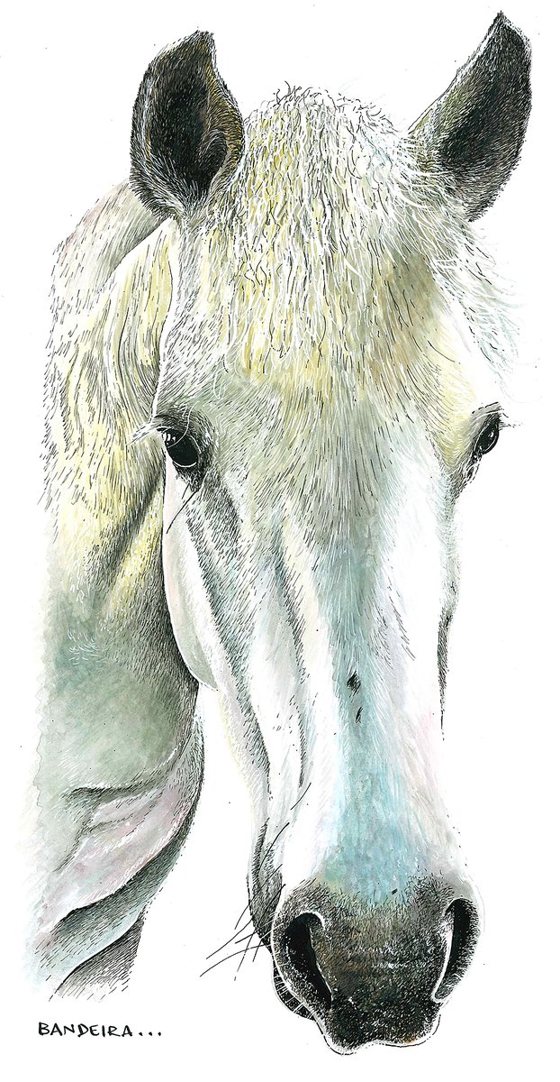 GraemeBandeira's tweet photo. On with a horse commission today for a Christmas gift. If you want your dog, cat, horse or leopard drawing then get in touch. These make great presents for loved ones! https://t.co/8UKNdgETPO
