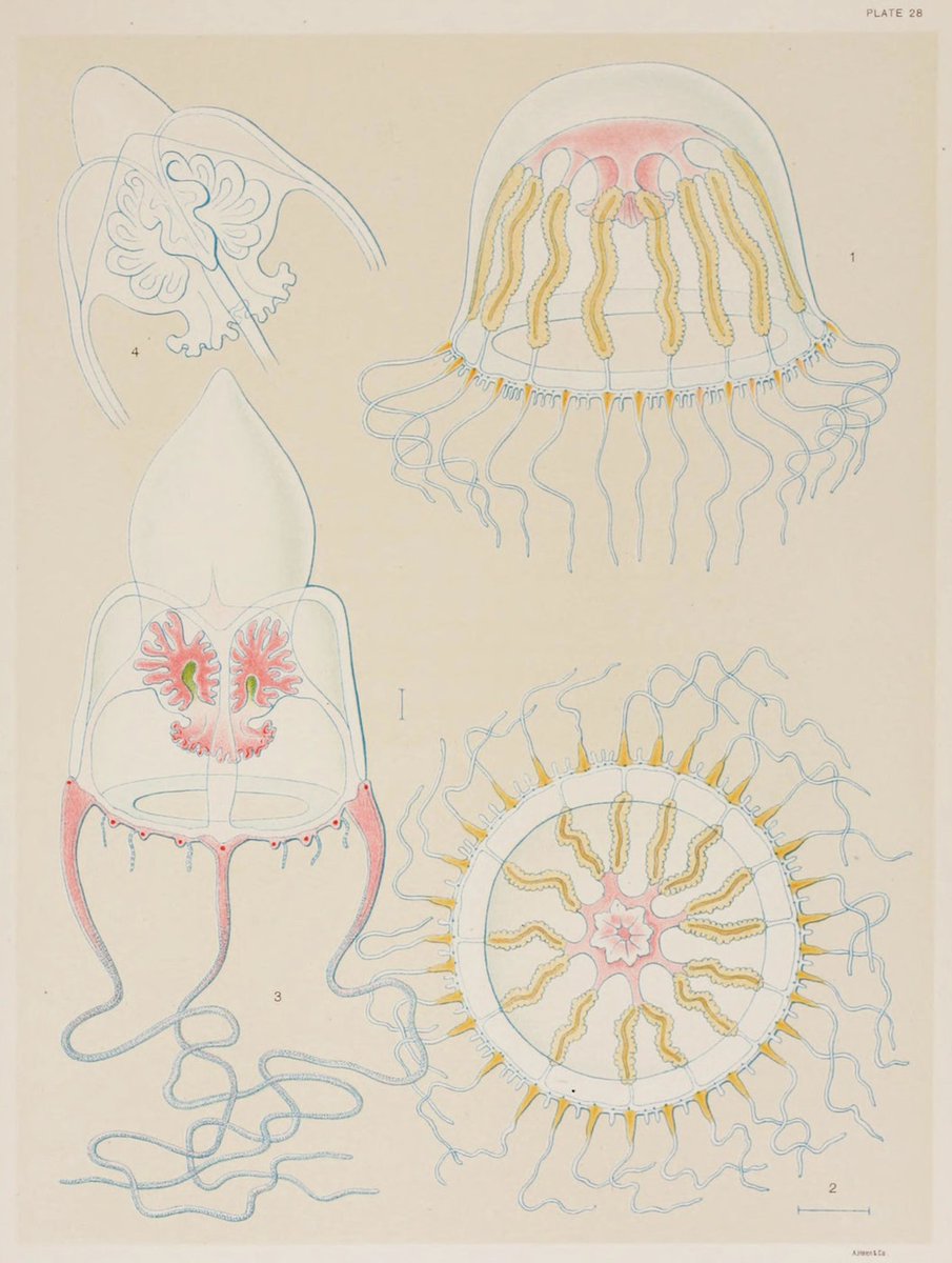PublicDomainRev's tweet photo. Illustrations of jellyfish from A. G. Mayer’s Medusae of the World (1910) — https://t.co/WL5uJIR9vh https://t.co/5WLkYhwDkH