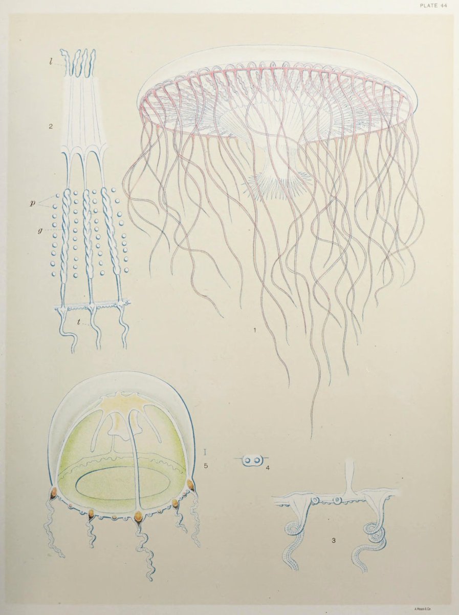PublicDomainRev's tweet photo. Illustrations of jellyfish from A. G. Mayer’s Medusae of the World (1910) — https://t.co/WL5uJIR9vh https://t.co/5WLkYhwDkH