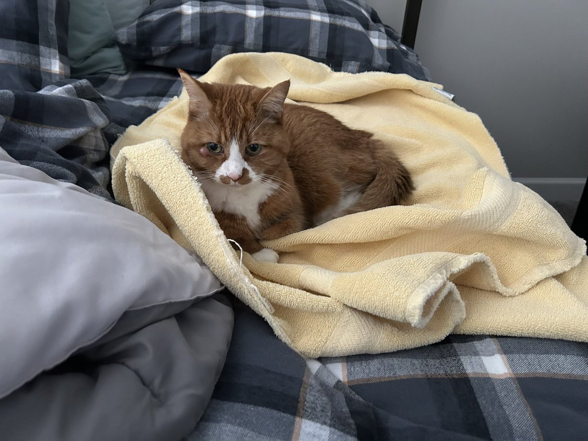 chloe_t_cat's tweet photo. @StrayLiotta Hello from my warm towel napping spot https://t.co/u6woTNHGT3