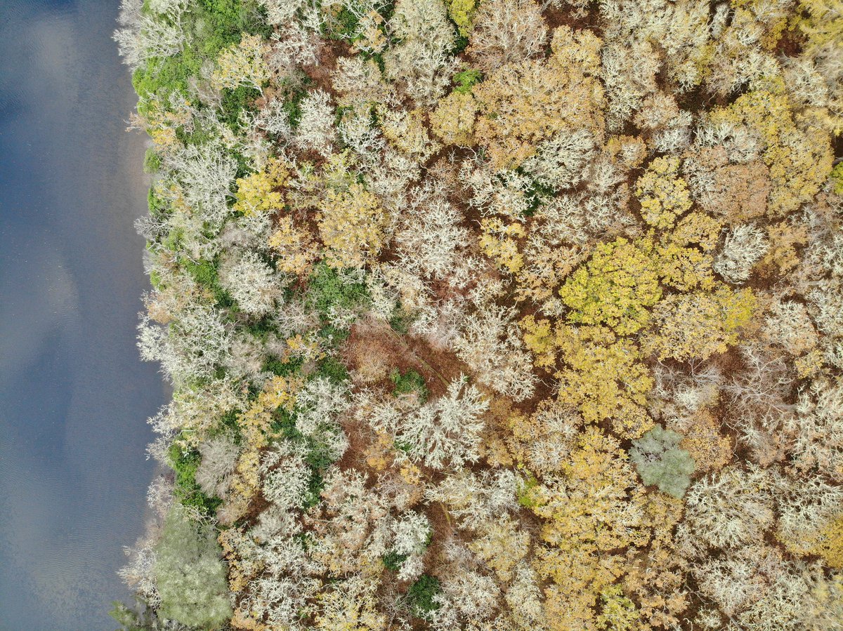 Pretty galling seeing Rhododendron ponticum invading this strip of pedunculate oak woodland at the north end of Loch Ness. Also been historically underplanted with beech, pine &amp; larch (not too bad) &amp; more recently invaded by Sitka spruce, Doug-fir &amp; western hemlock (pretty bad).