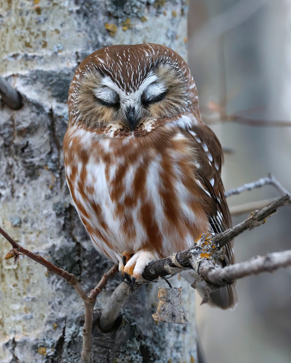 owl lover (@owlwiseworld) / Posts / X