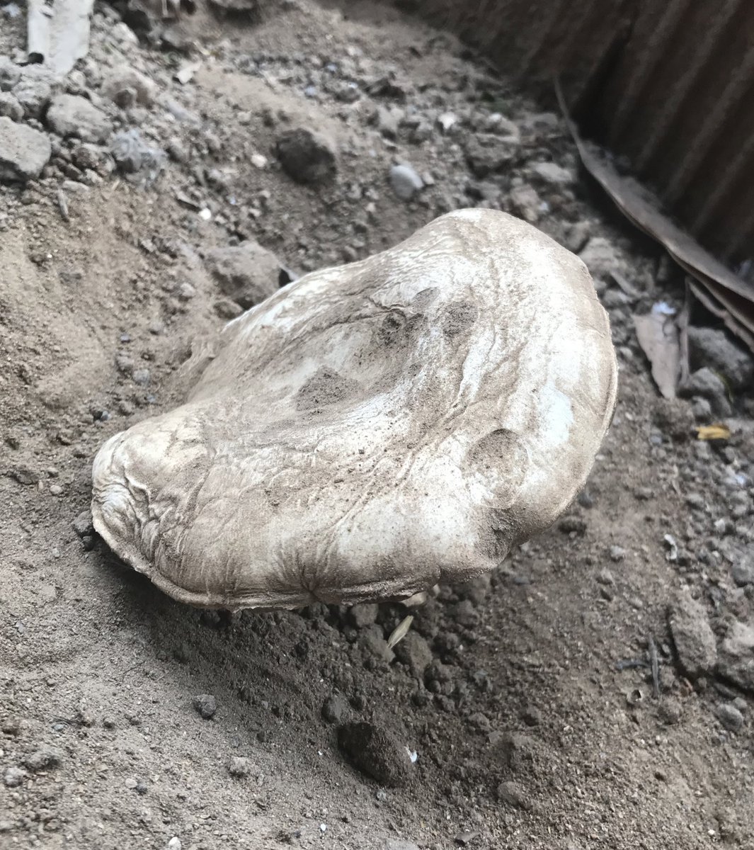 kimolol01's tweet photo. @Fungi_Cosas encontré este hongo en mi patio
Me puedes ayudar a saber que tipo de hongo es? Por favor https://t.co/Nbqx3m52KE
